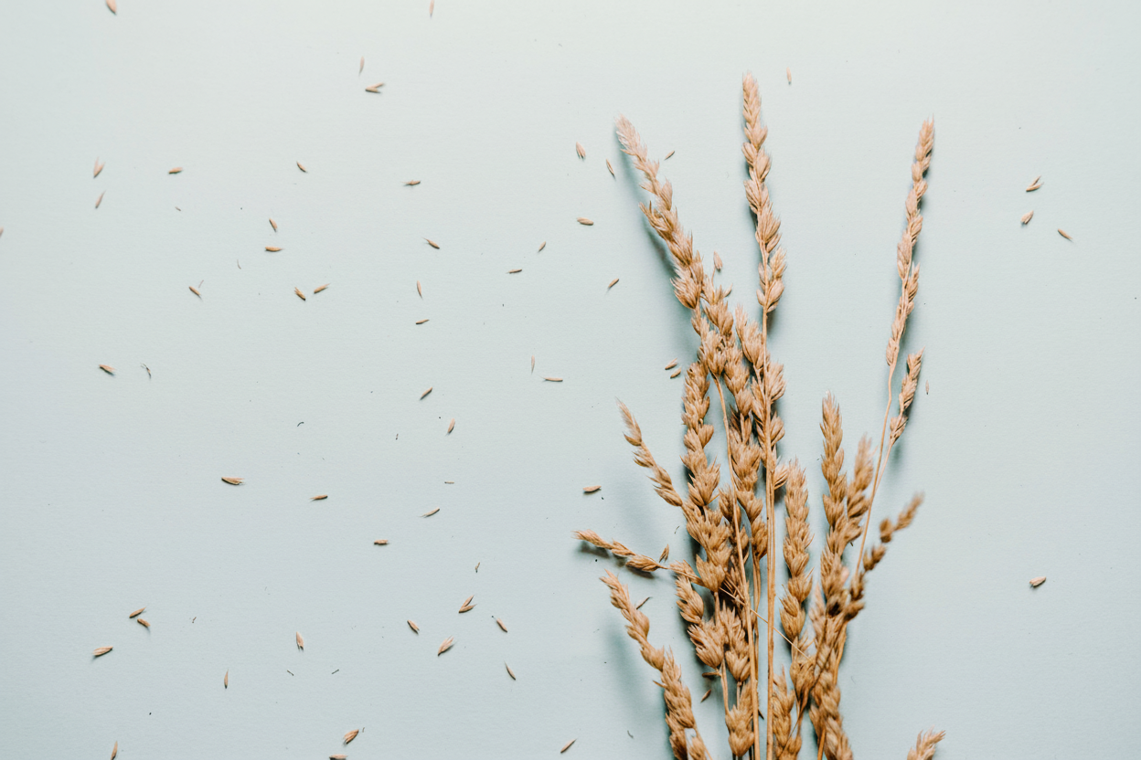 Compact wheat banner - wheat bundle on soft blue background